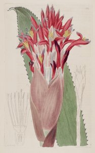 Illustratie van Aechmea nudicaulis